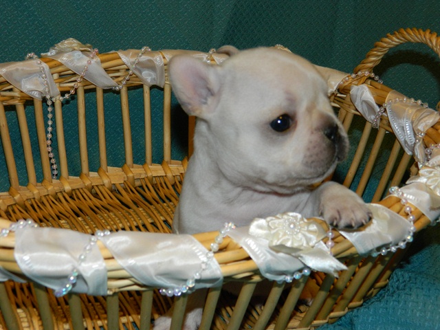 French Bulldog puppy sired by RELENTLESS GUARDIAN OF DAYSTAR