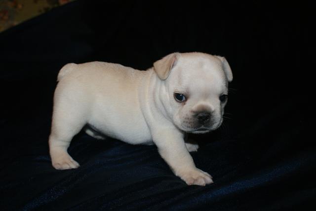 Bulldogs For Sale | Frenchies By Harris