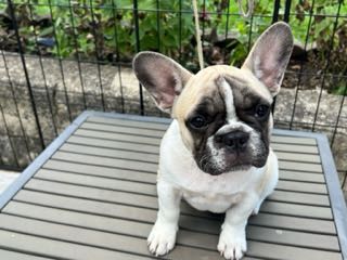 Sadie - French Bulldog Puppy
