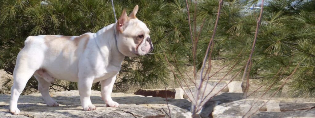 Frenchies by Harris home banner